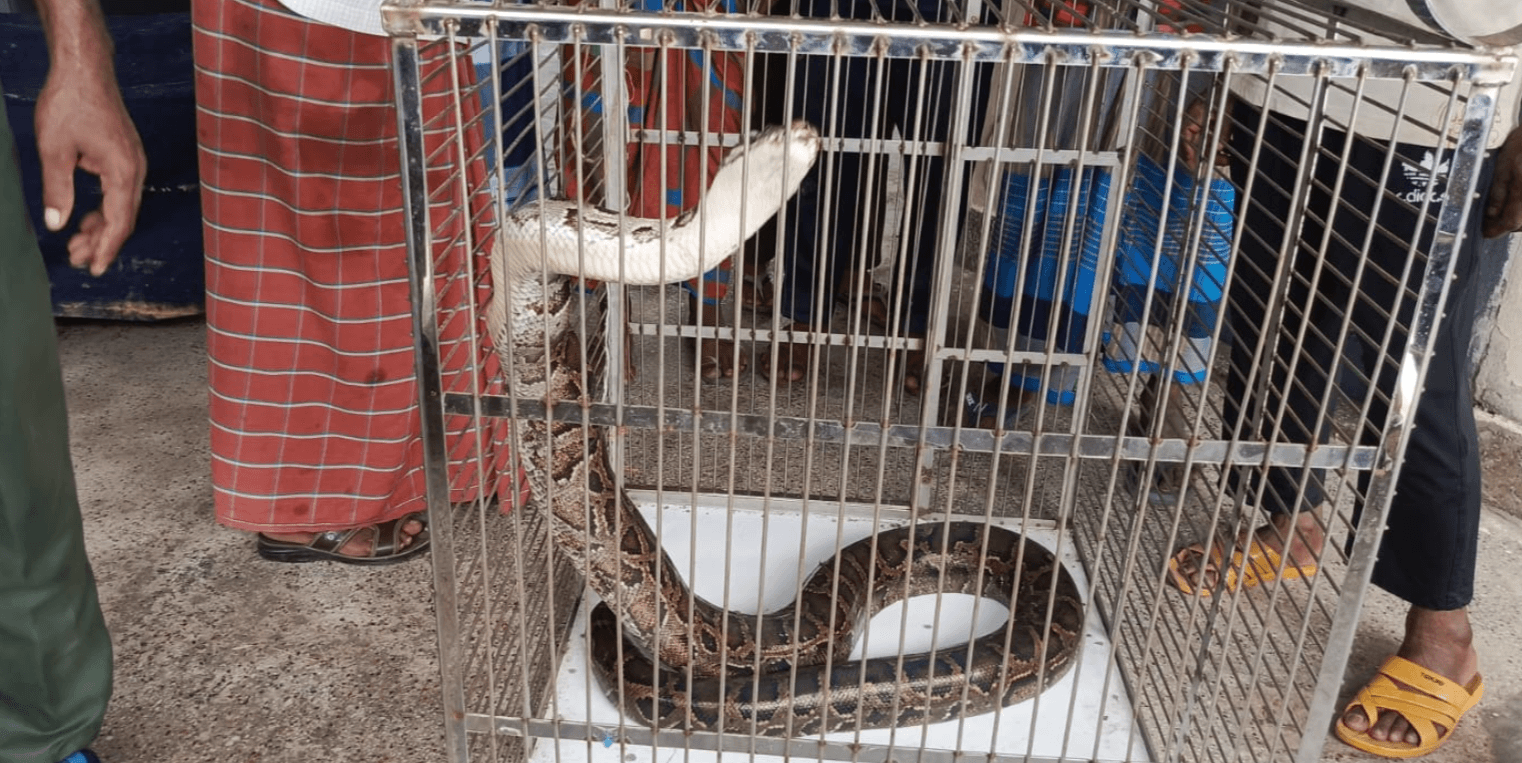 হার্ডওয়্যার ব্যবসায়ী হারুন জানান, দোকান খুলতে গেলে দোকানের ভেতরে একটি বিশাল অজগর সাপ দেখতে পান।
